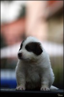 /album/fotogalerie-electra-boss-tor/electra-3-5-tydnu-1-jpg/